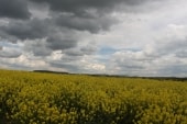 Nuages au colza